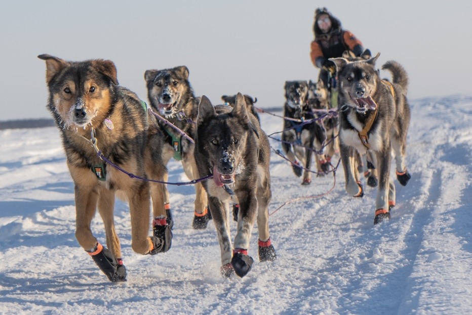 Hunter Keefe’s team approaches Grayling along the Yukon River during the 2023 Iditarod. Lex Treinen/Alaska Public Media
