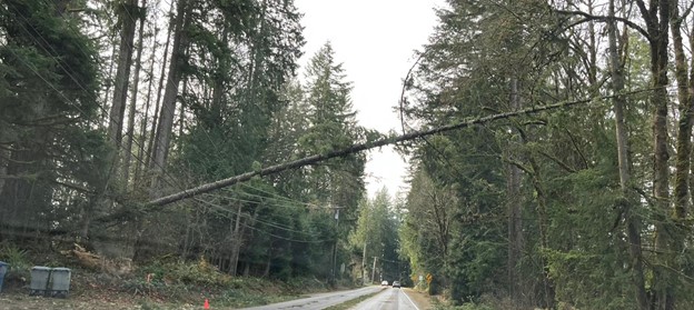 Time to bury the powerlines Sammamish