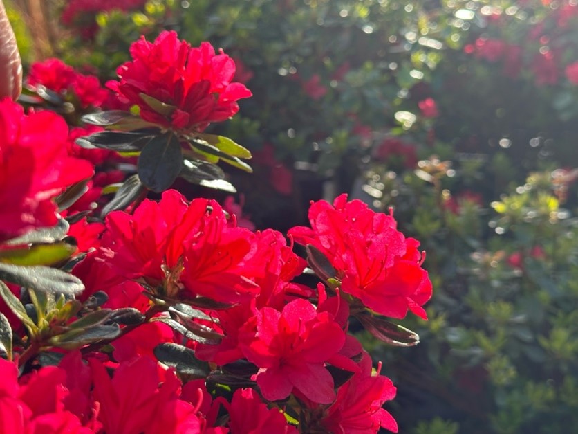 Spring pollen allergy essentials