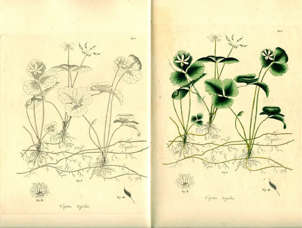 Jacob Bigelow's American Medical Botany